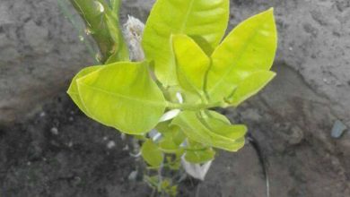 اسباب وعلاج اصفرار اوراق شجرة الليمون 20