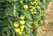 زراعة الطماطم في البيوت البلاستيكية .. الخدمة والرعاية 4