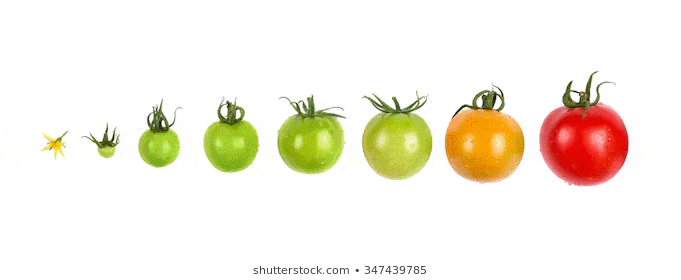 سبب لون الطماطم 