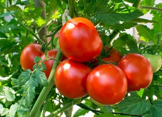 نبات الطماطم 