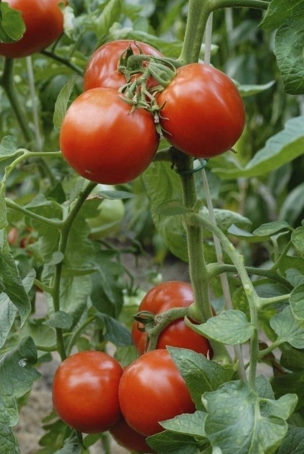كيفية العناية بنبات الطماطم 