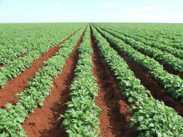 مواعيد زراعة البطاطس في مصر