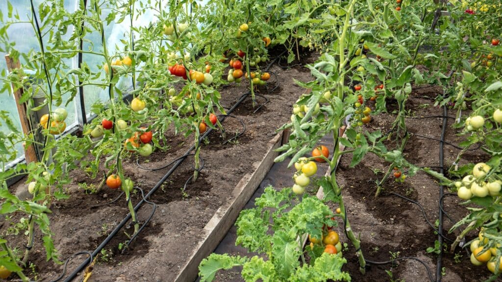 زراعة الطماطم بالتنقيط في الاراضي الصحراوية "ملف شامل" 2