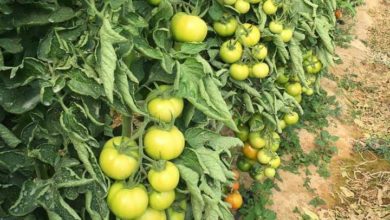 زراعة الطماطم في البيوت البلاستيكية .. الخدمة والرعاية 1