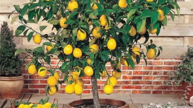 ري شجرة الليمون