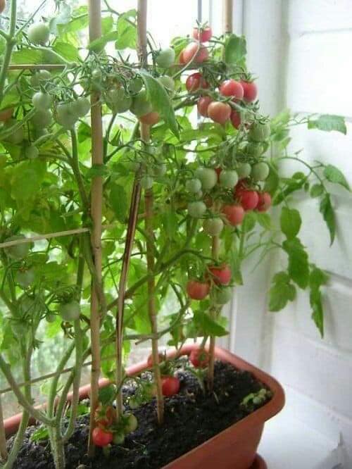 ما الوقت الذي تستغرقه بذور الطماطم للإنبات