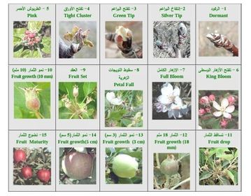 مراحل نمو شجرة التفاح