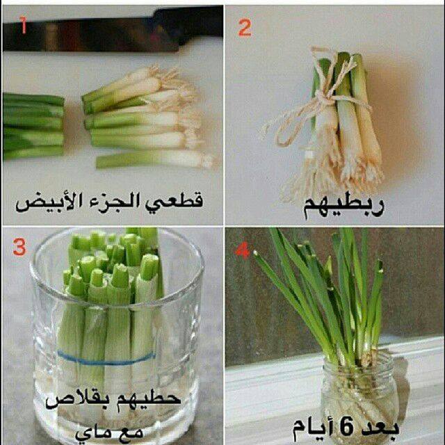 طريقة زراعة البصل في المنزل