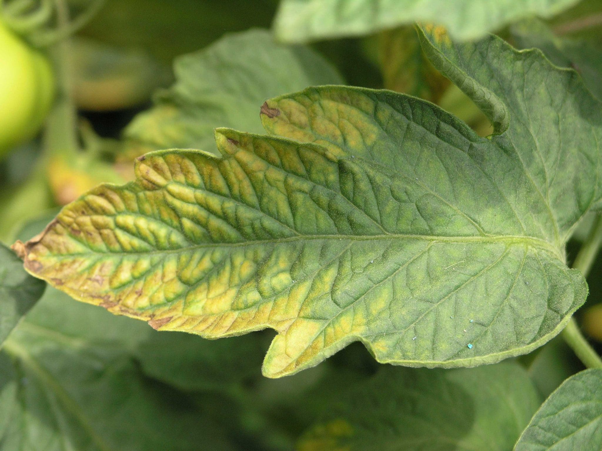 أعراض نقص البوتاسيوم علي النبات