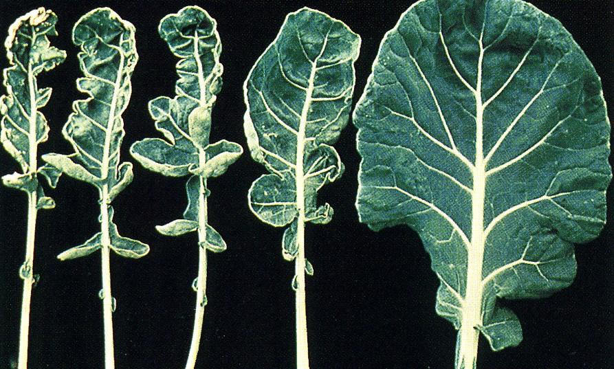 علاج نقص المولبيدينوم في النبات