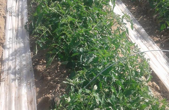 زراعة الطماطم بالتنقيط في الاراضي الصحراوية