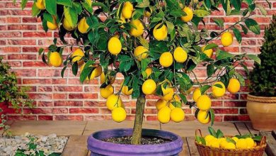 طريقة زراعة الليمون في البلكونة 1